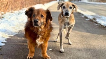 Zbiórka ☂️ Zimowy Parasol PsiKota ☂️ - miniaturka zdjęcia