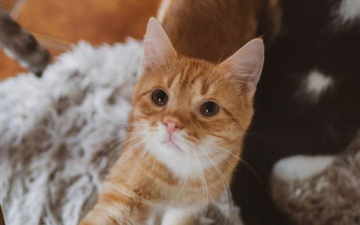 Rudy kot patrzący w górę, z ciekawym wyrazem twarzy.