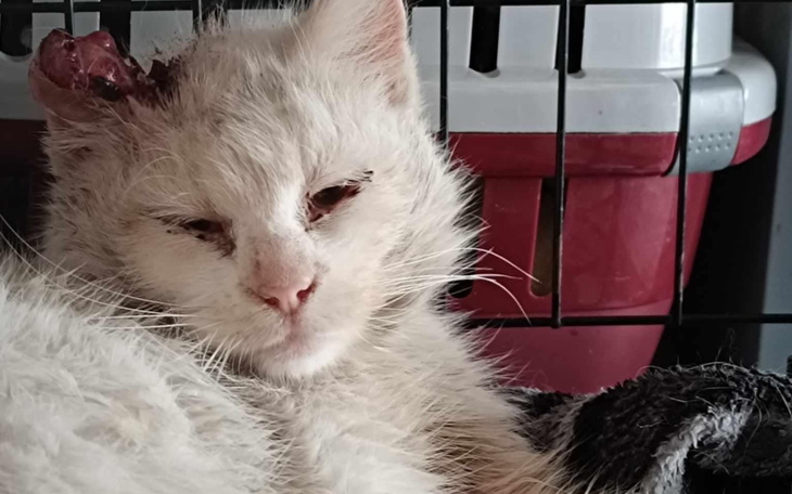 Chory kot z raną na głowie, leżący w klatce.