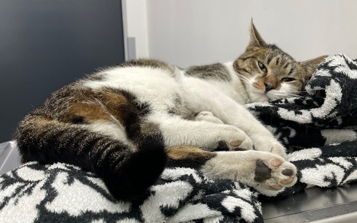 Zbiórka Kardi z Karbia - kot po wypadku - zdjęcie główne