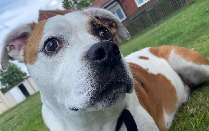 Zbiórka Radioterapia dla Baxterka - zdjęcie główne