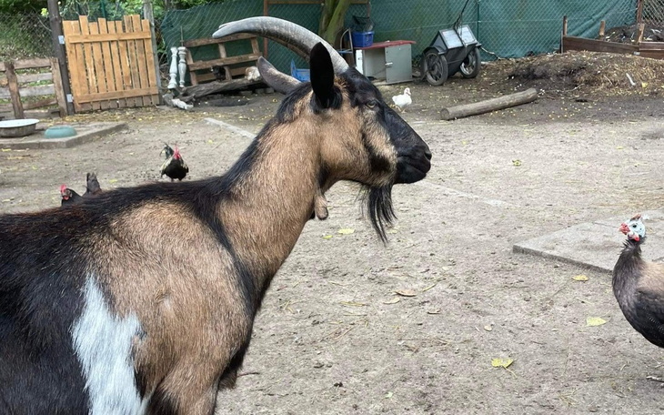 Zbiórka Budowa Mini Zoo - zdjęcie główne