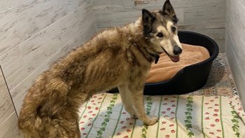 Zbiórka Wycieńczony husky - miniaturka zdjęcia