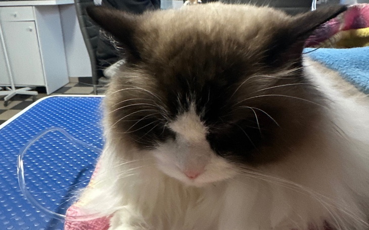 Zbiórka Leczenie Eni - zdjęcie główne