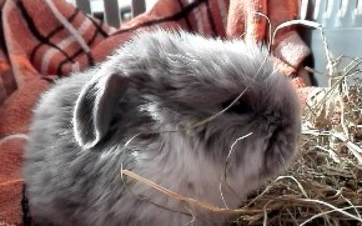 Zbiórka Okno życia - dla małych zwierząt - zdjęcie główne