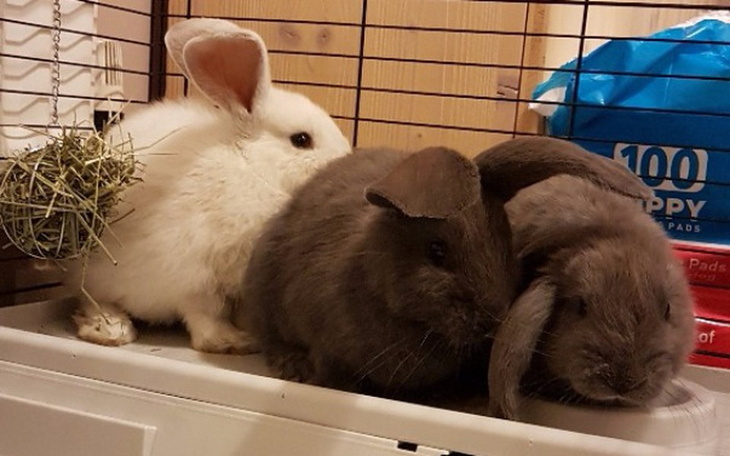 Zbiórka Pomóż królikom w potrzebie! - zdjęcie główne