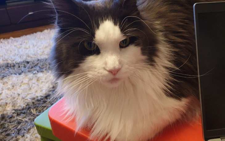 Zbiórka Leczenie Kotki Zerdy - zdjęcie główne