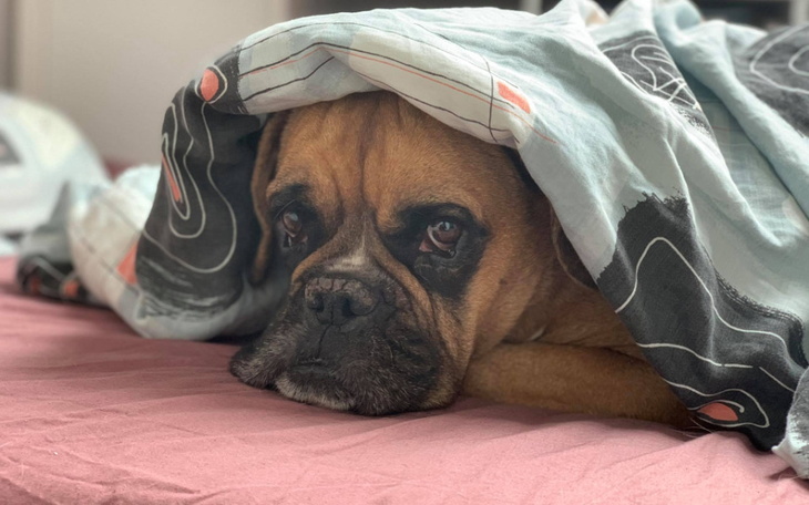 Zbiórka Operacja nogi Yuki - zdjęcie główne