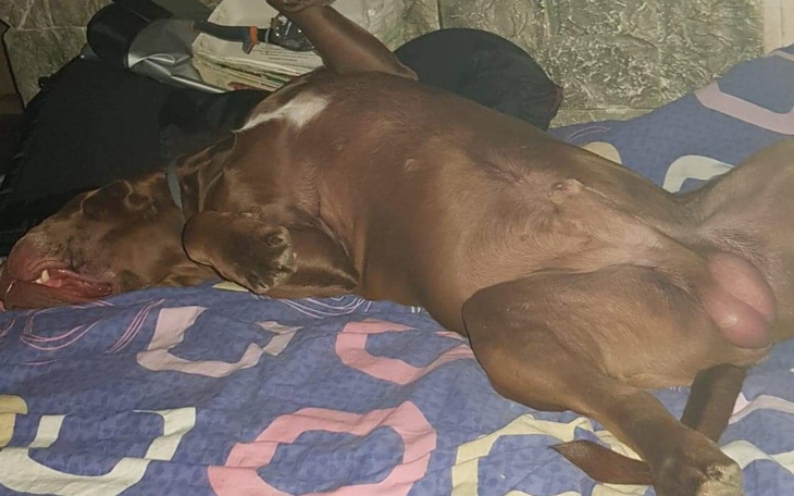 Zbiórka Na wycieczkę psa - zdjęcie główne