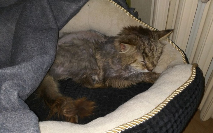 Kot śpiący w legowisku, otulony kocem.