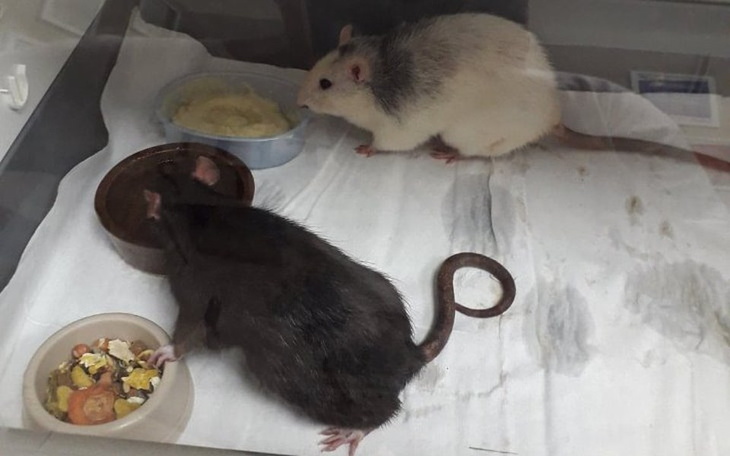 Zbiórka Leczenie Nancy - zdjęcie główne