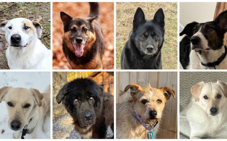 Kolaż zdjęć różnych psów, każdy z nich ma inny wyraz twarzy.