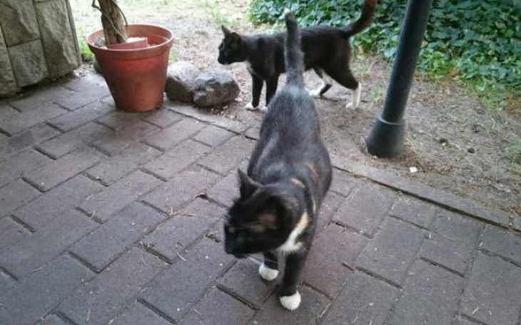 Zbiórka Kastracja kotek - zdjęcie główne