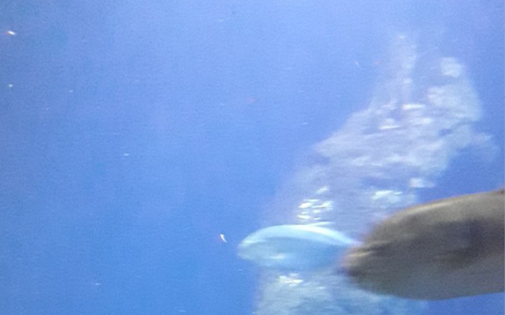 Zbiórka Oswiadczyny w Grecji - zdjęcie główne