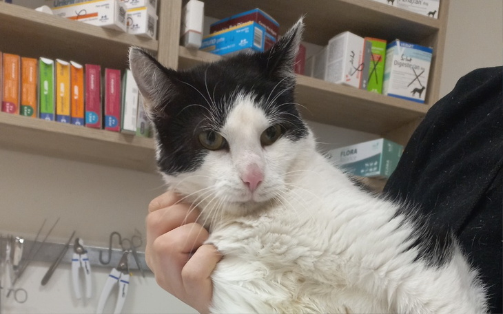 Zbiórka Zapalenie pęcherza Lapisa pomocy - zdjęcie główne