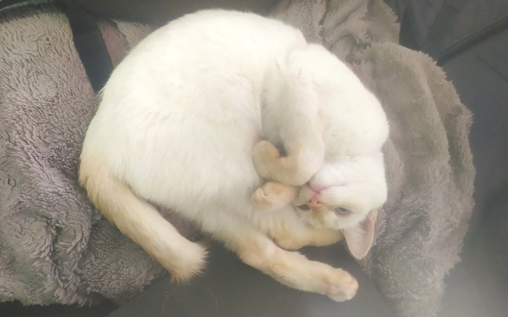 Biały kot zwinięty w kłębek na miękkim kocu.