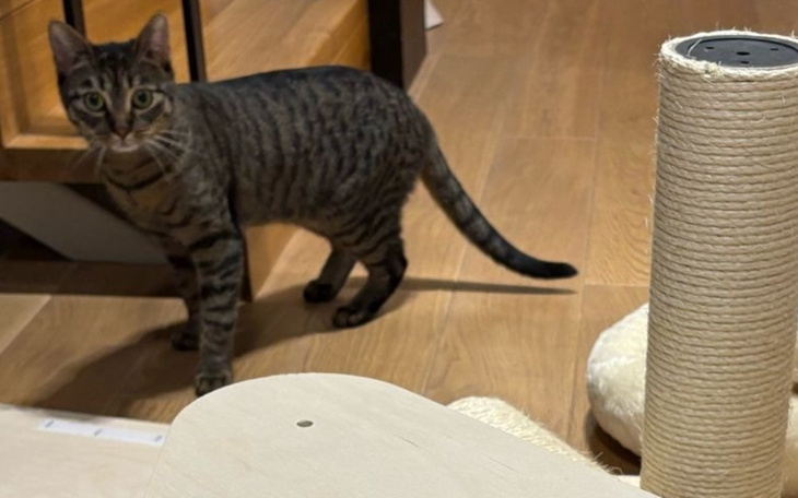 Kot w ruchu, eksplorujący wnętrze domu.