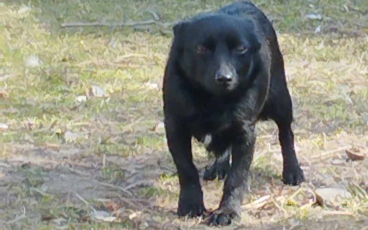 Czarny pies spacerujący po trawie w słoneczny dzień.