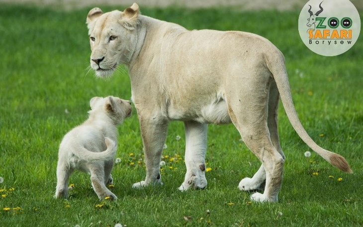 Zbiórka 5893 - zdjęcie główne