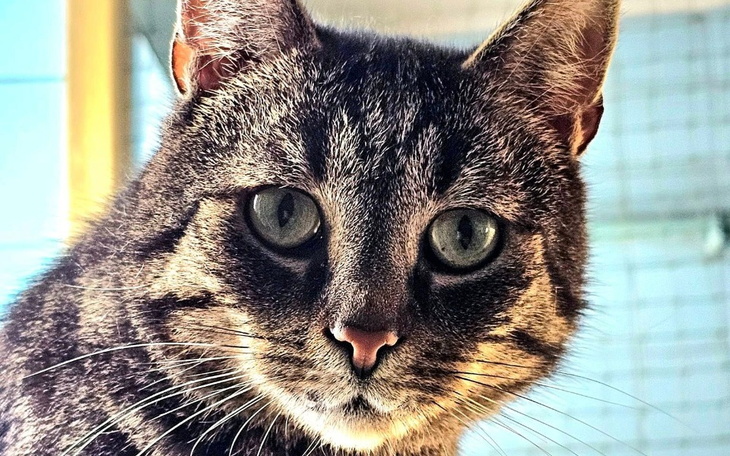 Portret kota z wyrazistymi oczami, patrzącego w obiektyw.