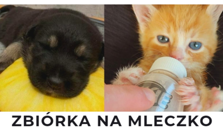 Zbiórka Mleczko dla szczeniąt i kociątek - zdjęcie główne