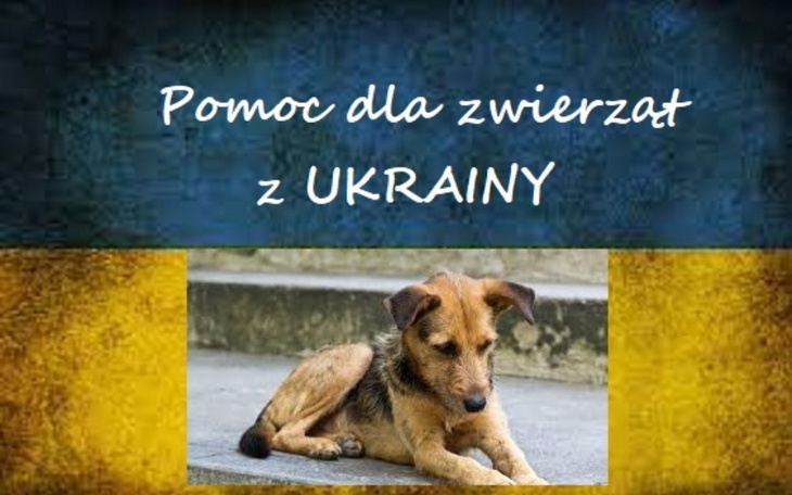 Zbiórka Karma dla zwierząt Ukraina - zdjęcie główne