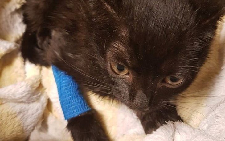 Zbiórka Pomóżmy uratować im życie - zdjęcie główne