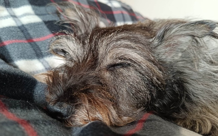 Zbiórka Na pomoc Figuni - zdjęcie główne