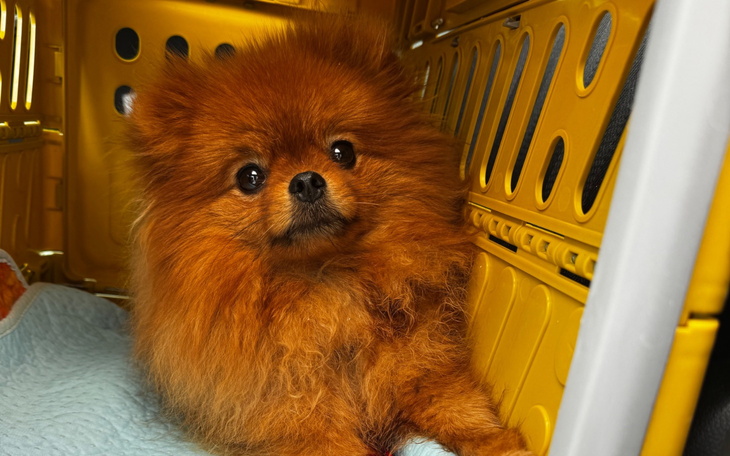 Pies rasy pomeranian w transporterze, z wyrazem ciekawości.