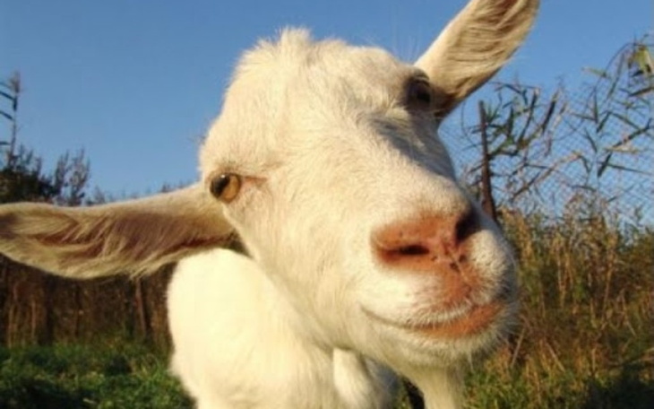 Zbiórka Zbieram na kozy - zdjęcie główne