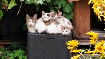 Zbiórka Pablo, Diego, Dali, Gustav rozpoczynają leczenie - miniaturka zdjęcia