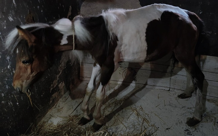 Mały koń w stajni, z białymi i brązowymi łatami.