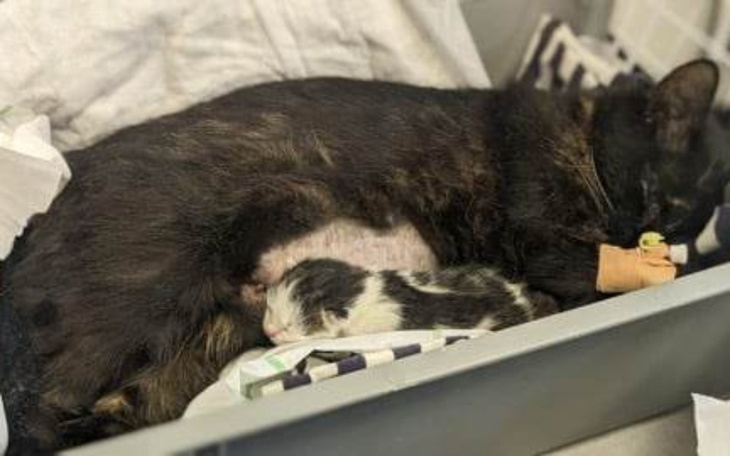 Zbiórka Uratuj moją Mamunię - zdjęcie główne