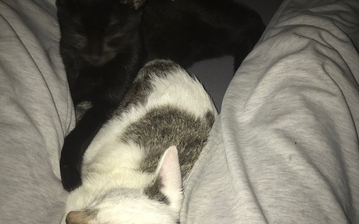 Zbiórka Pomoc moim kotkom - zdjęcie główne