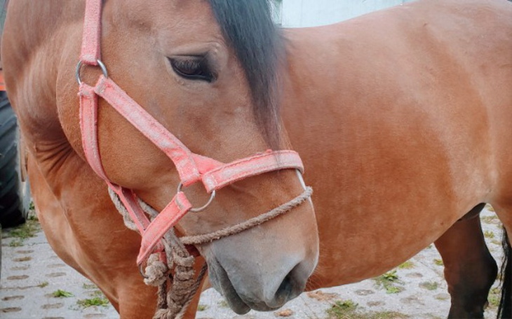 Zbiórka Czy Masza dotknie jeszcze trawy? - zdjęcie główne