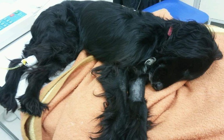 Zbiórka NIE POZWÓLMY PODDAĆ SIĘ Harremu - zdjęcie główne