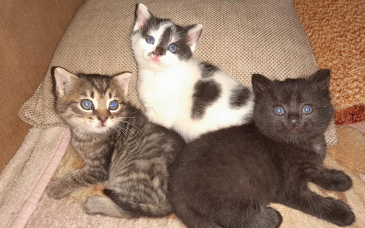 Zbiórka Na saszetki dla moich kotków - zdjęcie główne