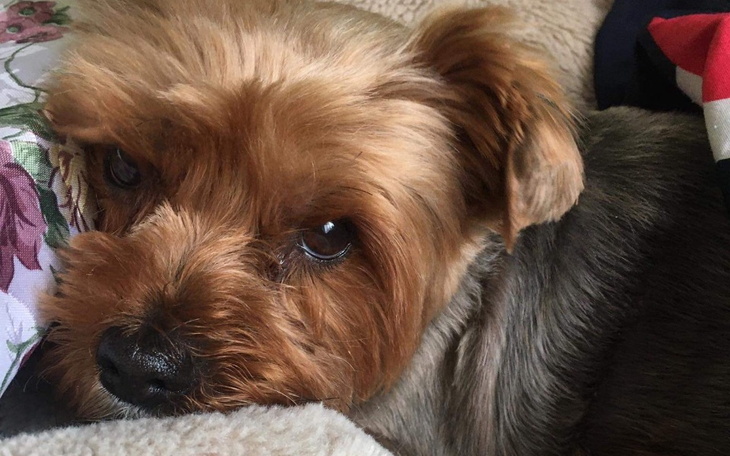 Zbiórka Zerwanie więzadeł operacja u psa - zdjęcie główne