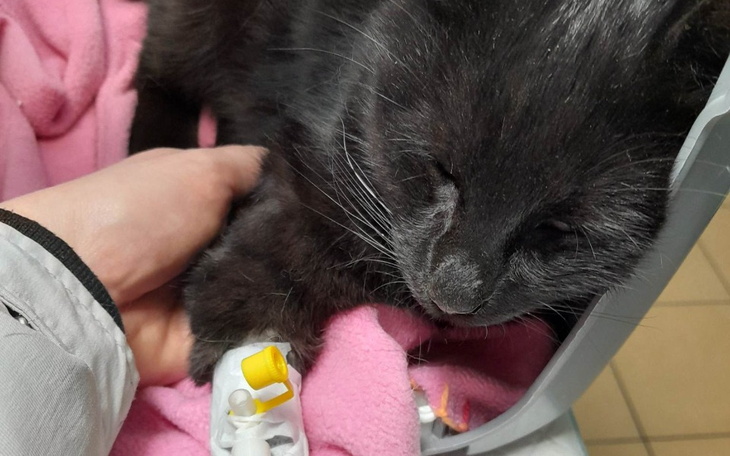 Zbiórka Panleukopenia - leczenie Julka - zdjęcie główne