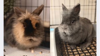 Zbiórka Uszata wróżka zębuszka - miniaturka zdjęcia