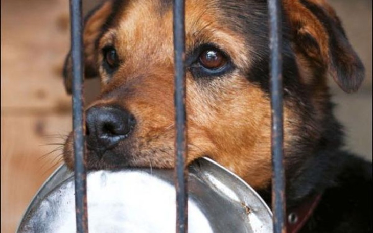 Zbiórka Na schronisko /karma,zabawki itp - zdjęcie główne