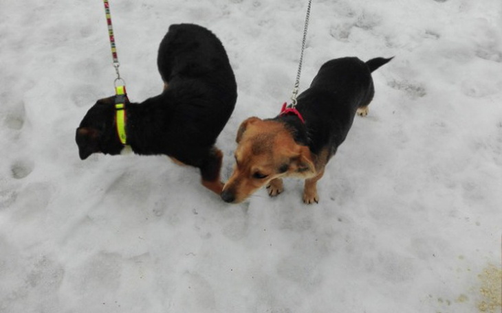 Zbiórka Pilne! Dwa psy czekają na wyjazd - zdjęcie główne