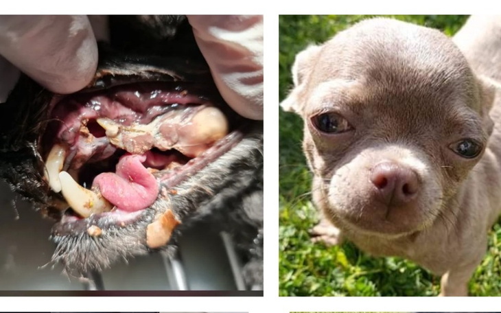 Zbiórka Zużyte psy - zdjęcie główne