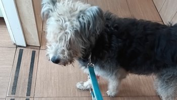 Zbiórka Pomoc dla Toli - miniaturka zdjęcia