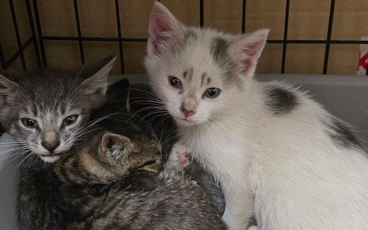 Zbiórka Maluszki proszą o puszki Pomocy - zdjęcie główne