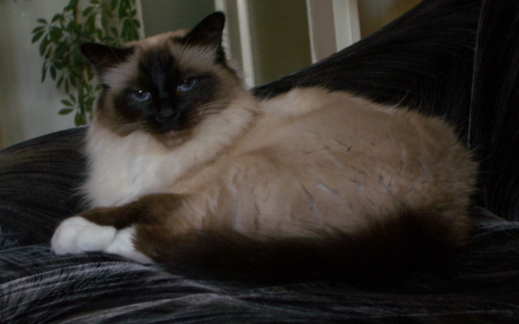 Zbiórka Walczymy o życie Czesia - zdjęcie główne