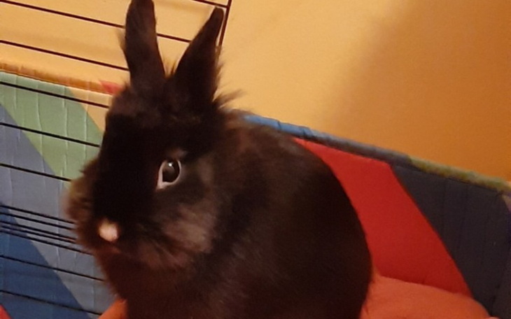 Zbiórka Zbiórka na leczenie króliczka - zdjęcie główne