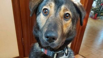 Zbiórka Faktury od weterynarzy ❤️ - miniaturka zdjęcia