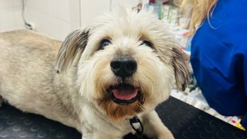 Zbiórka Nunuś potrzebuje operacji ! - miniaturka zdjęcia