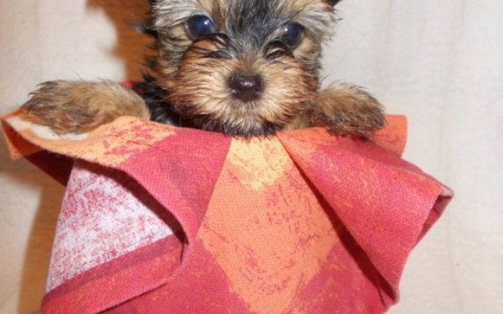 Zbiórka Marzenia York Miniaturka - zdjęcie główne